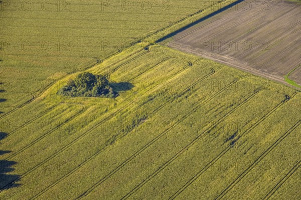 Aerial view, triangular group of trees in a field on Lünener Straße, field, field, group of trees,