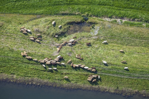 Aerial view, grazing sheep in a meadow, Wehrstapel, Meschede, Sauerland, North Rhine-Westphalia,