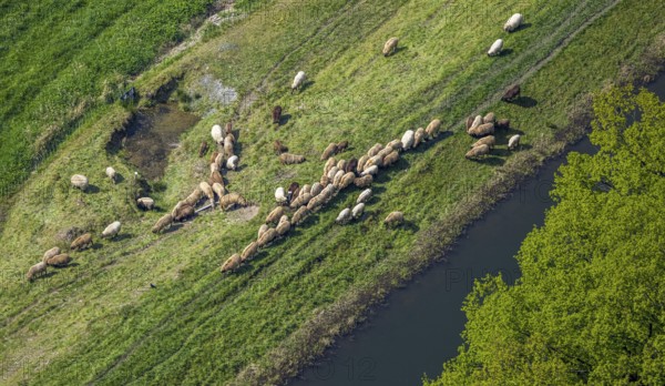 Aerial view, grazing sheep in a meadow, Wehrstapel, Meschede, Sauerland, North Rhine-Westphalia,