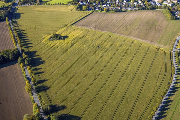 Aerial view, triangular group of trees in a field on Lünener Straße, field, field, group of trees,