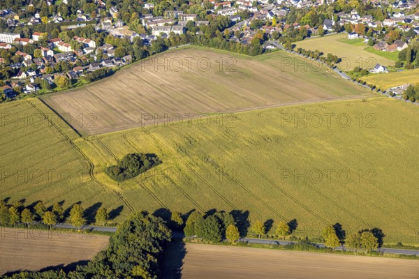 Aerial view, triangular group of trees in a field on Lünener Straße, field, field, group of trees,