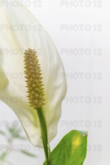 Close-up of a white peace lily flower showing details of the spadix and spathe against a white