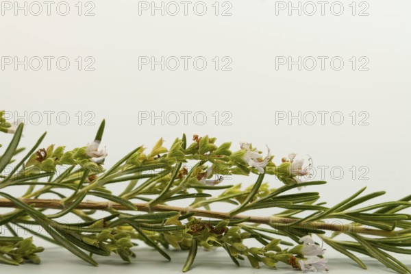 Close-up of a rosemary sprig, showcasing its vibrant green needles and delicate white flowers,