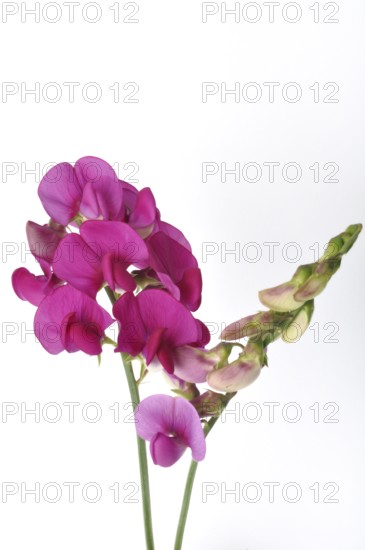 Sweet peas on a white background
