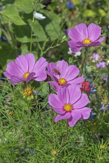 Flower meadow with ornamental basket (Cosmos bipinnatus), and bee (Apiformes or Anthophila),