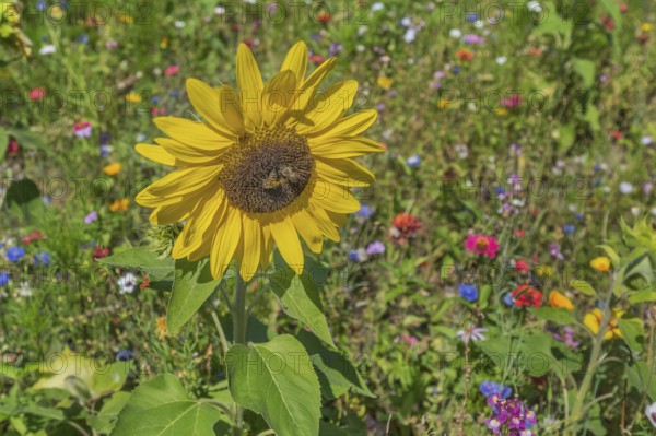 Colourful flower meadow with sunflowers (Helianthus annuus), and two bees (Apiformes or