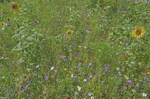 Colourful flower meadow with sunflowers (Helianthus annuus), Dornbirn, Vorarlberg, Austria