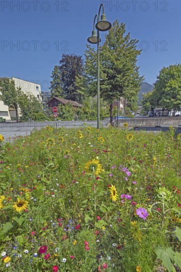 Street lamp and colourful flower meadow with sunflowers (Helianthus annuus), Dornbirn, Vorarlberg,