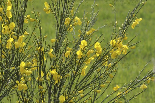 Flowering broom in a meadow, Yellow flowers on green stems in a field, evoking a bright and