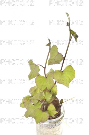 Sweet potato sprouts in a jar, Sweet potato plant with green leaves and stems in a glass container