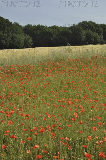 Field full of poppies in Charente Maritime