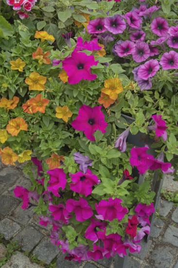 Flower box with petunias (Petunia), on stone paving, Bavaria, Germany