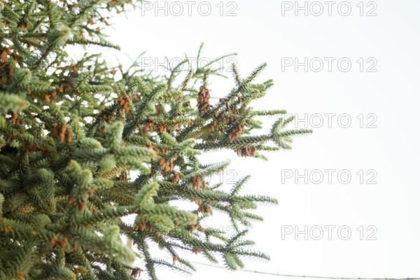 Fir tree branches with cones growing against a clear sky, creating a tranquil nature scene