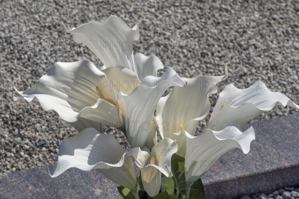 Gravesite with Zantedeschia, calla lilies, family Araceae, catholic cemetery, Kempten, Allgäu,