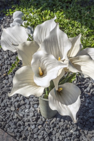 Gravesite with Zantedeschia, calla lilies, family Araceae, catholic cemetery, Kempten, Allgäu,