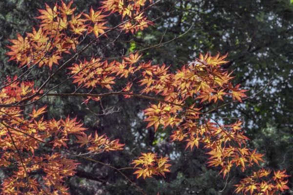 Downy Japanese Maple (Acer japonicum), or Thunberg's fan maple, backlit, Kempten, Allgäu, Bavaria,