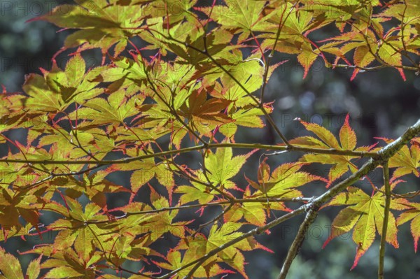 Downy Japanese Maple (Acer japonicum), or Thunberg's fan maple, backlit, Kempten, Allgäu, Bavaria,