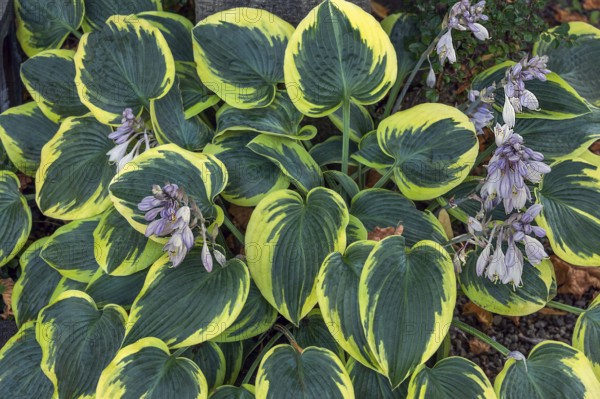 Funkia (Hosta Tratt., synonym: Funkia Spreng.), also known as heartleaf lily, Allgäu, Bavaria,
