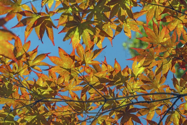 Blue sky and Downy Japanese Maple (Acer japonicum), or Thunberg's fan maple, backlit, Kempten,