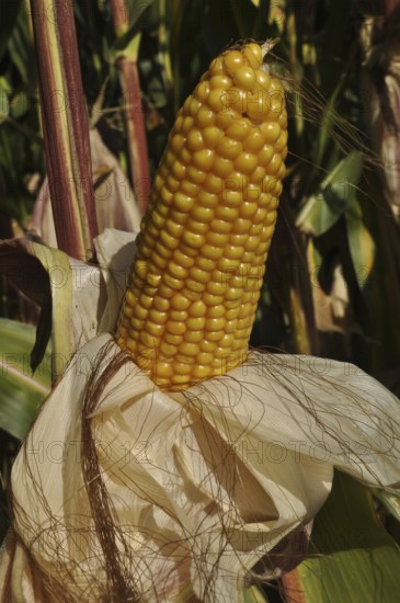 A ripe yellow corn cob surrounded by green leaves in a field