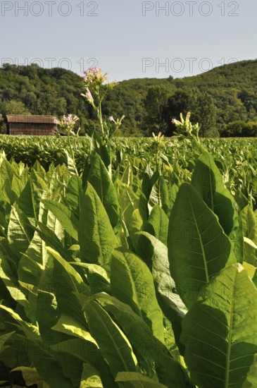 A lush field of tobacco plants with a barn and rolling hills in the background on a sunny day.