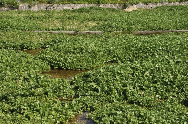 Lush green watercress growing in a cultivated field with visible water channels. Watercress bed in