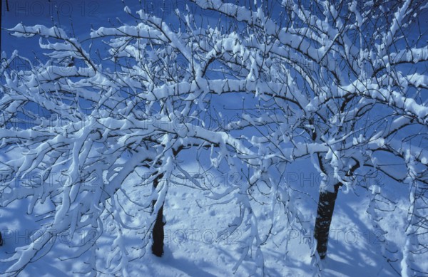 Snow-covered tree branches against a clear blue sky creating a serene winter atmosphere. Sakura