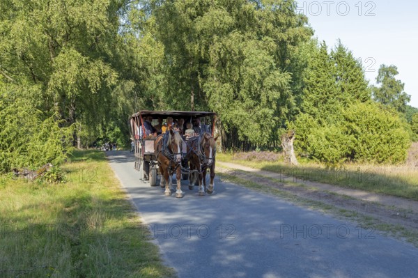 Horse-drawn carriage, heather blossom, Lüneburg Heath near Wilsede, Bispingen, Lower Saxony,