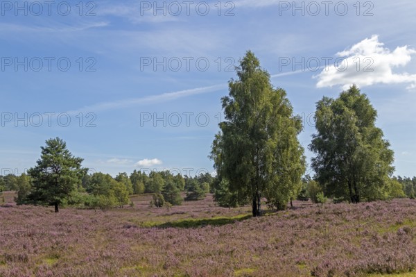 Heather blossom at Wilseder Berg, trees, Lüneburg Heath near Wilsede, Bispingen, Lower Saxony,