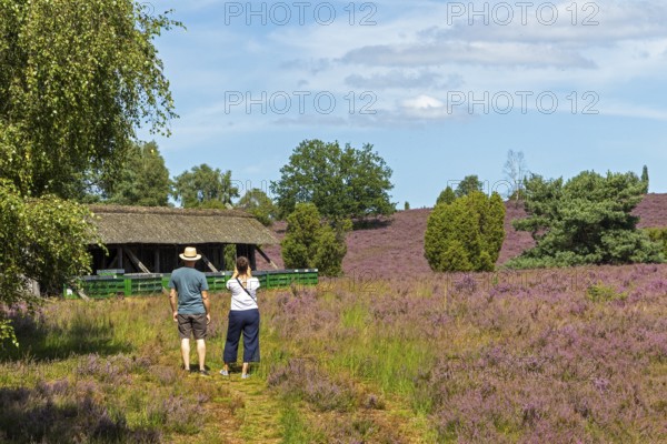 Beehive, tourists, heather blossom at Wilseder Berg, Lüneburg Heath near Wilsede, Bispingen, Lower