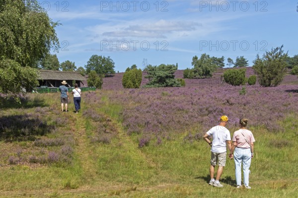 Beehive, tourists, heather blossom at Wilseder Berg, Lüneburg Heath near Wilsede, Bispingen, Lower
