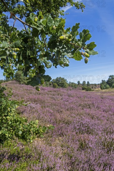 Oak, acorns, heather blossom at Wilseder Berg, Lüneburg Heath near Wilsede, Bispingen, Lower