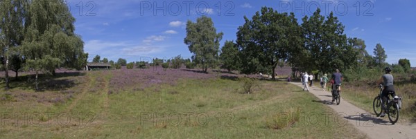 Panorama shot, Photomerge, apiary, tourists, cyclists, heather blossom at Wilseder Berg, Lüneburg