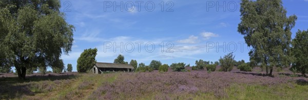 Panorama photo, Photomerge, apiary, heather blossom at Wilseder Berg, Lüneburg Heath near Wilsede,