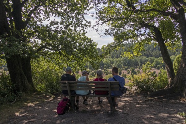 Viewpoint near the Totengrund, tourists, bench, Lüneburg Heath near Wilsede, Bispingen, Lower