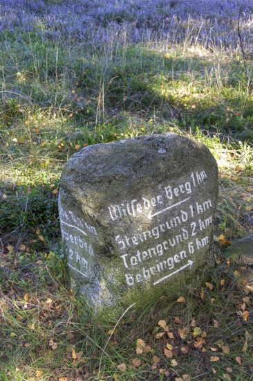 Stone signpost, blooming heather, heather blossom, Lüneburg Heath near Wilsede, Bispingen, Lower