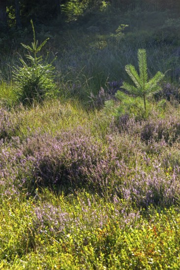 Flowering heather, young conifers, heather blossom, Lüneburg Heath near Wilsede, Bispingen, Lower