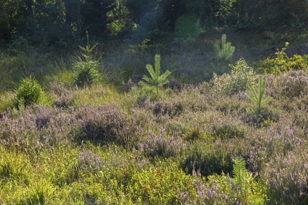 Flowering heather, young conifers, heather blossom, Lüneburg Heath near Wilsede, Bispingen, Lower