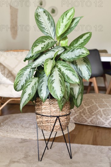 Tropical 'Aglaonema Silver Bay' houseplant with silver pattern in basket pot in boho style living