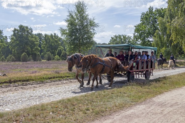 Horse-drawn carriage, female ambulance riders, heather blossom, Lüneburg Heath near Wilsede,