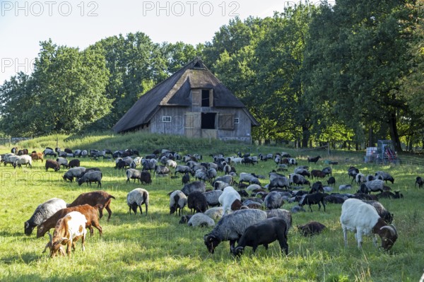 Sheep, Heidschnucken and goats grazing in front of sheepfold, Lüneburg Heath, Wilsede, Bispingen,