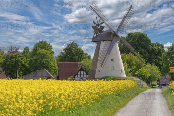 Windmill with rape field Südhemmern Hille North Rhine-Westphalia Germany