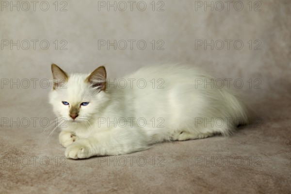 Purebred cat, Sacred Burmese, young male cat, Cinnamon-point