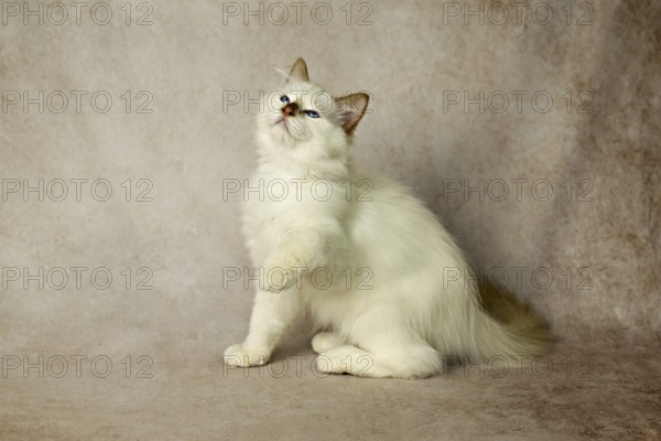 Purebred cat, Sacred Burmese, young male cat, Cinnamon-point
