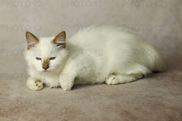 Purebred cat, Sacred Burmese, young male cat, Cinnamon-point