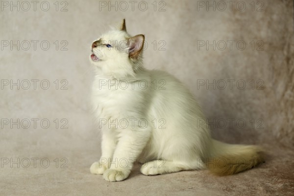 Purebred cat, Sacred Burmese, young male cat, Cinnamon-point