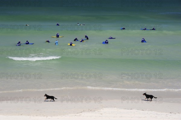 Surf lessons and two dogs on the beach near Lancelin, Perth, Western Australia, WA, Indian Ocean,