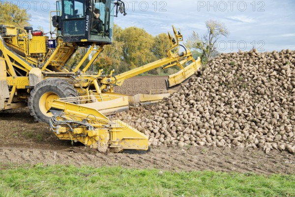 Beet (beta), beet harvest, loading machine picks up beet for loading onto lorry, North
