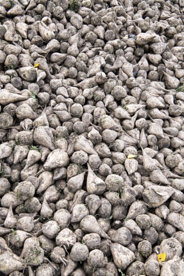 Beet (Beta), beet harvest, heap in close-up, North Rhine-Westphalia, Germany