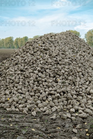 Beet (beta), beet harvest, mountain lying next to the field ready for transport after harvest,
